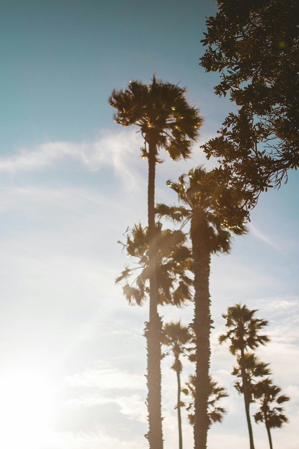 tall trees during daytime