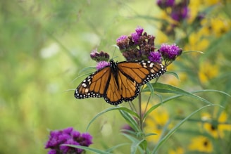 A monarch butterfly with orange and black patterned wings is perched on vibrant purple flowers. The background is lush with greenery and scattered yellow flowers, creating a serene natural setting.