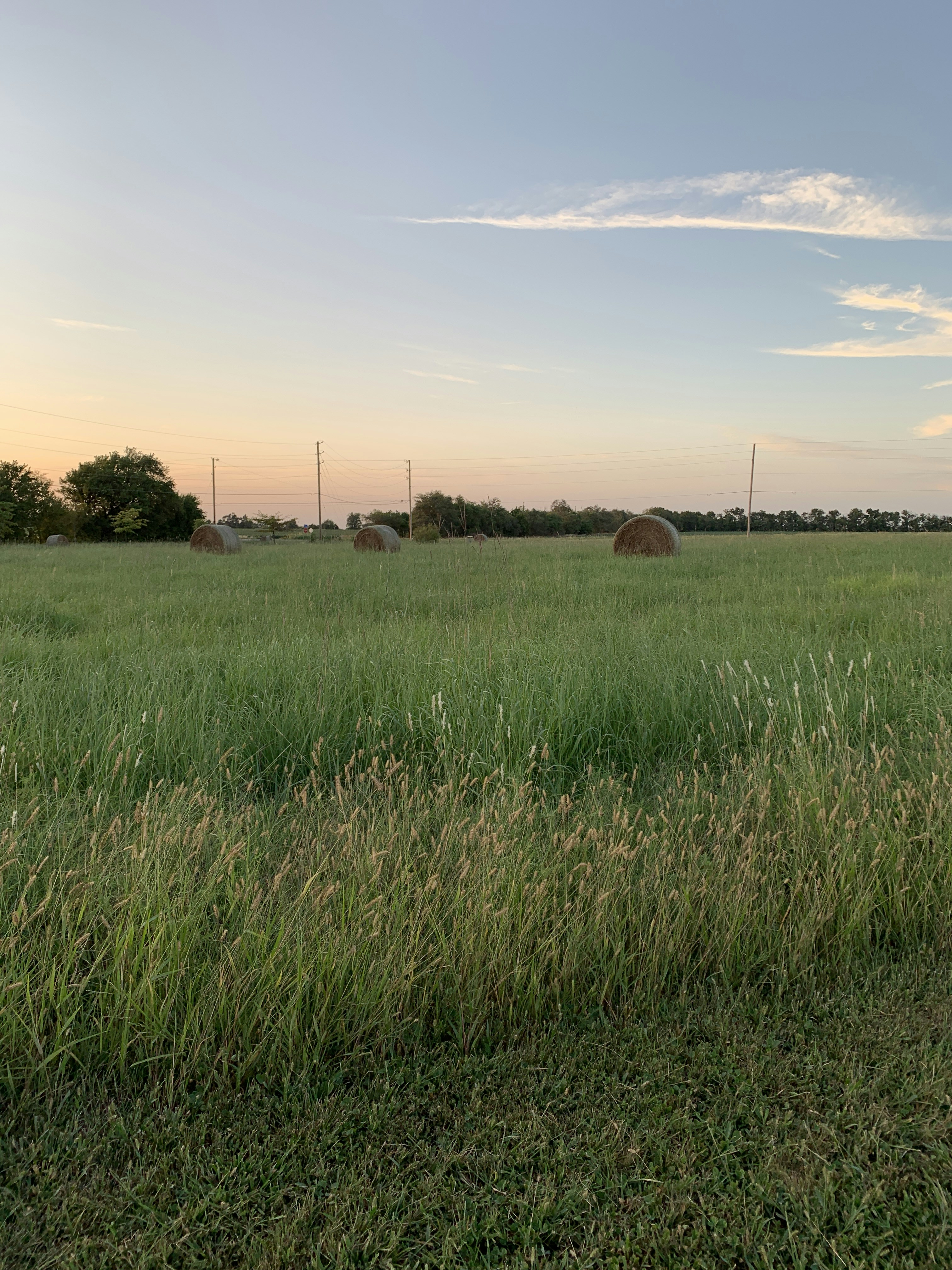 Grass Field image