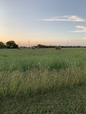 grass field near trees under clear sky