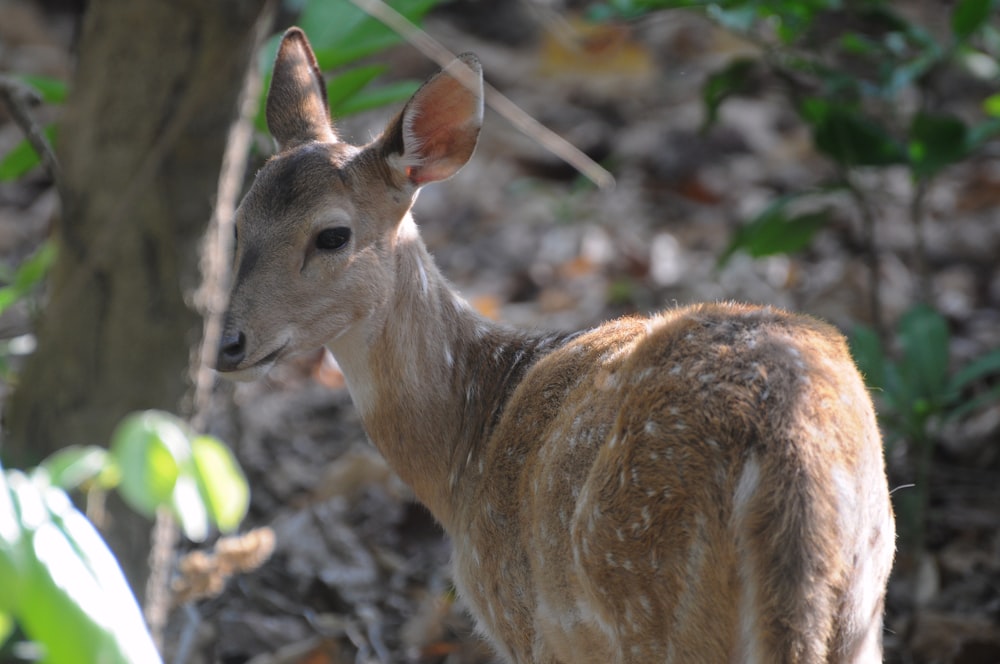 brown deer close-up photography