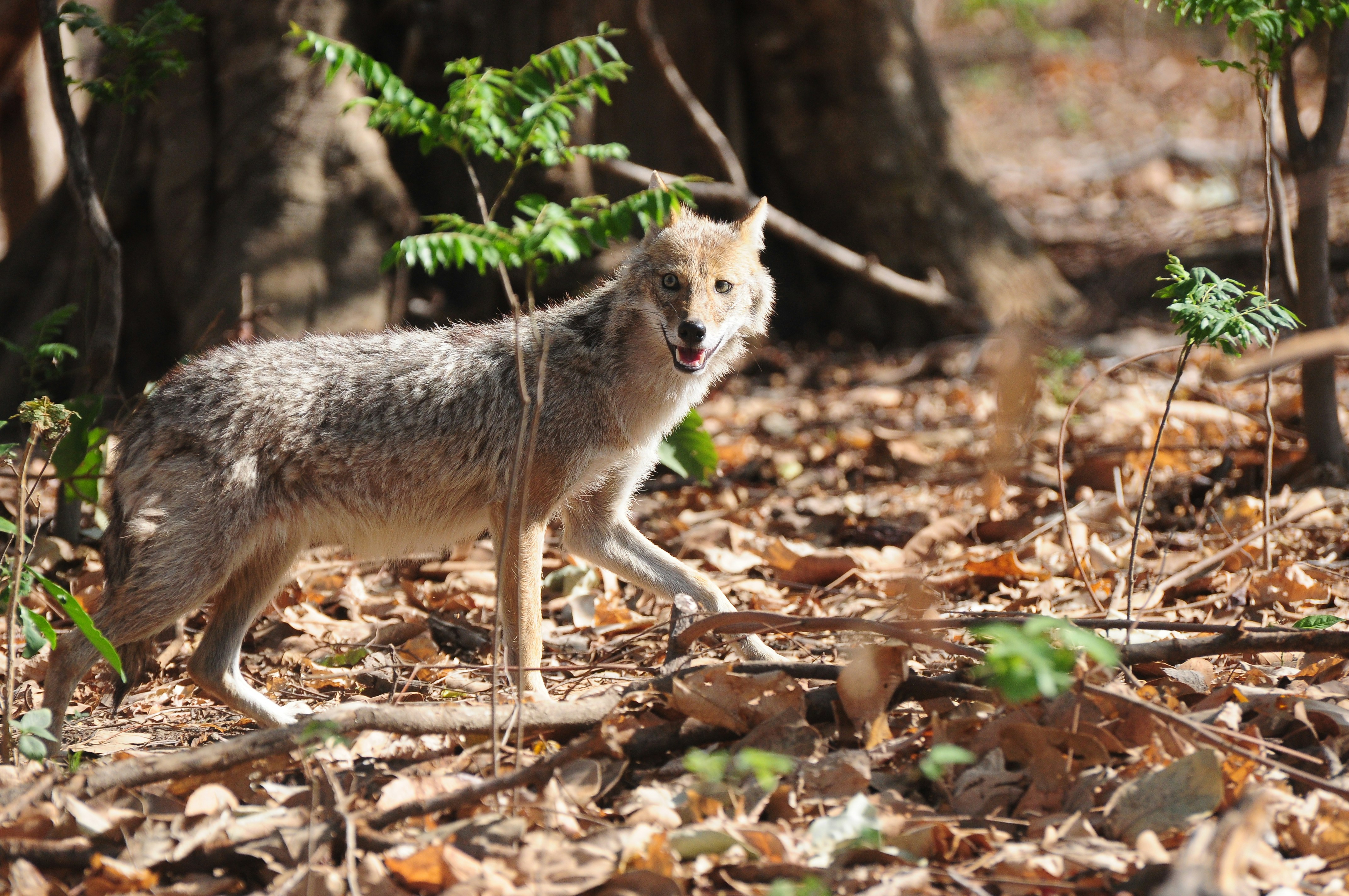 wolf beside plants