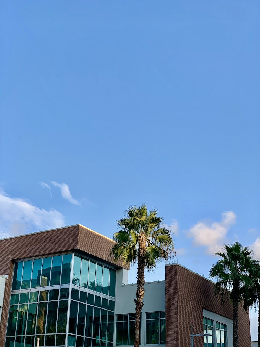 palm tree beside concrete building