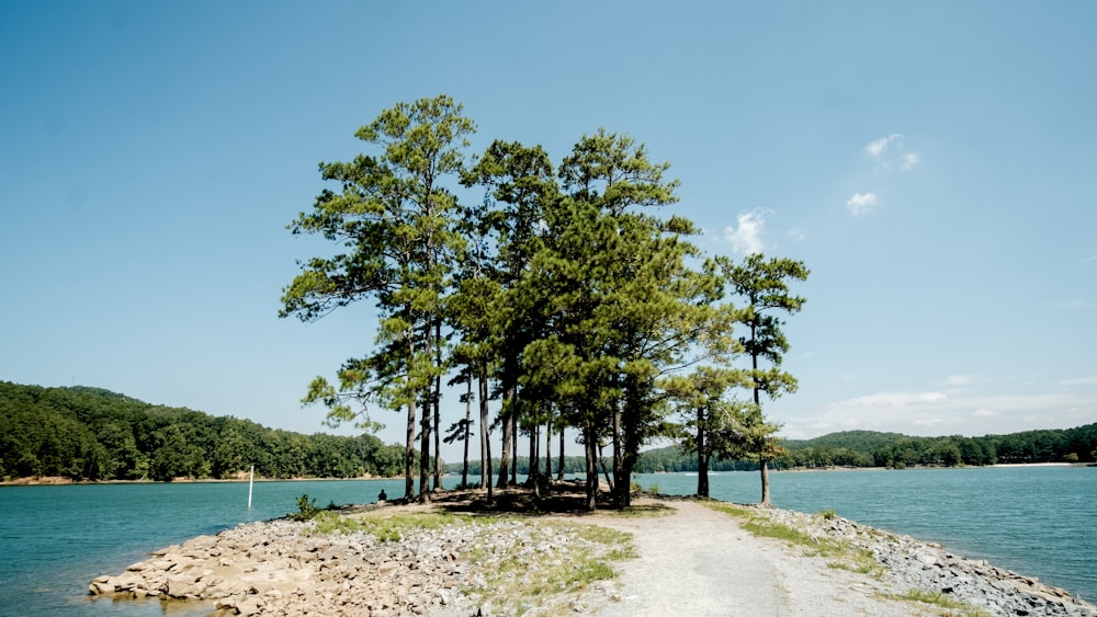 body of water near trees