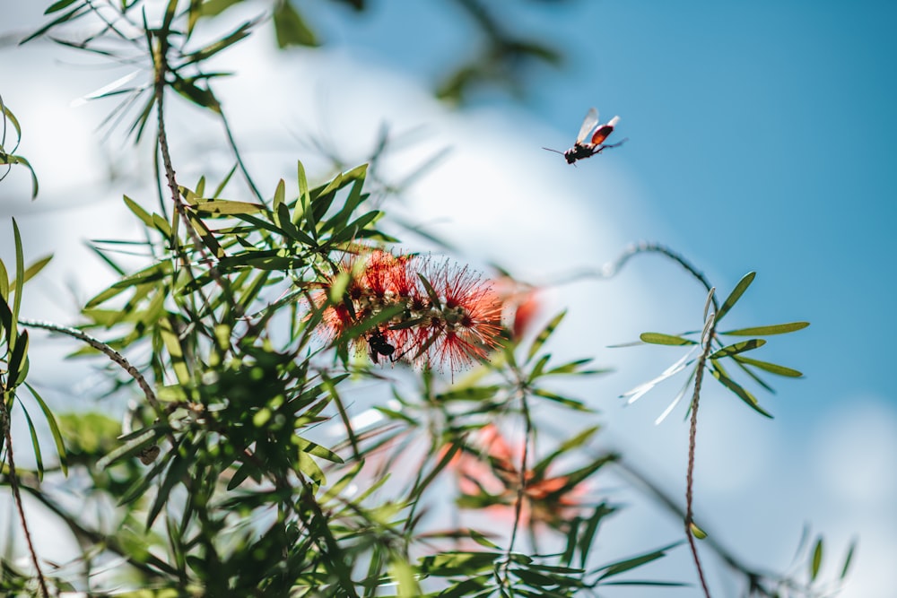 shallow focus photo of red flowers