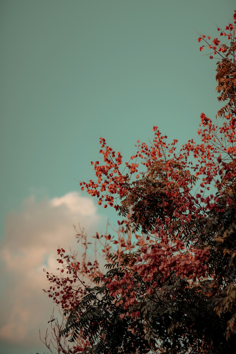 red and green tree under white clouds