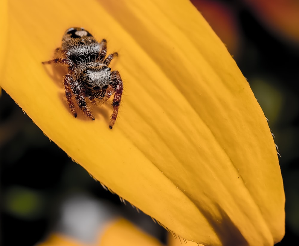 macro photography of spider on yellow orange leaf