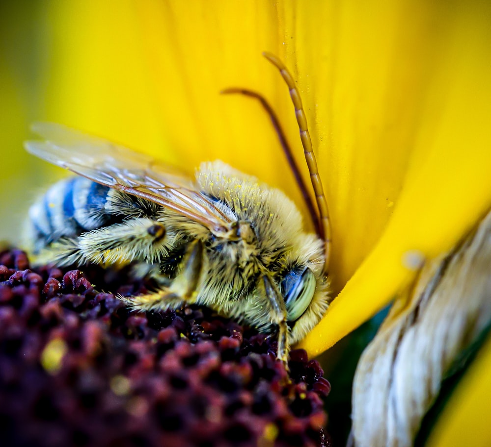 bumblebee on flower