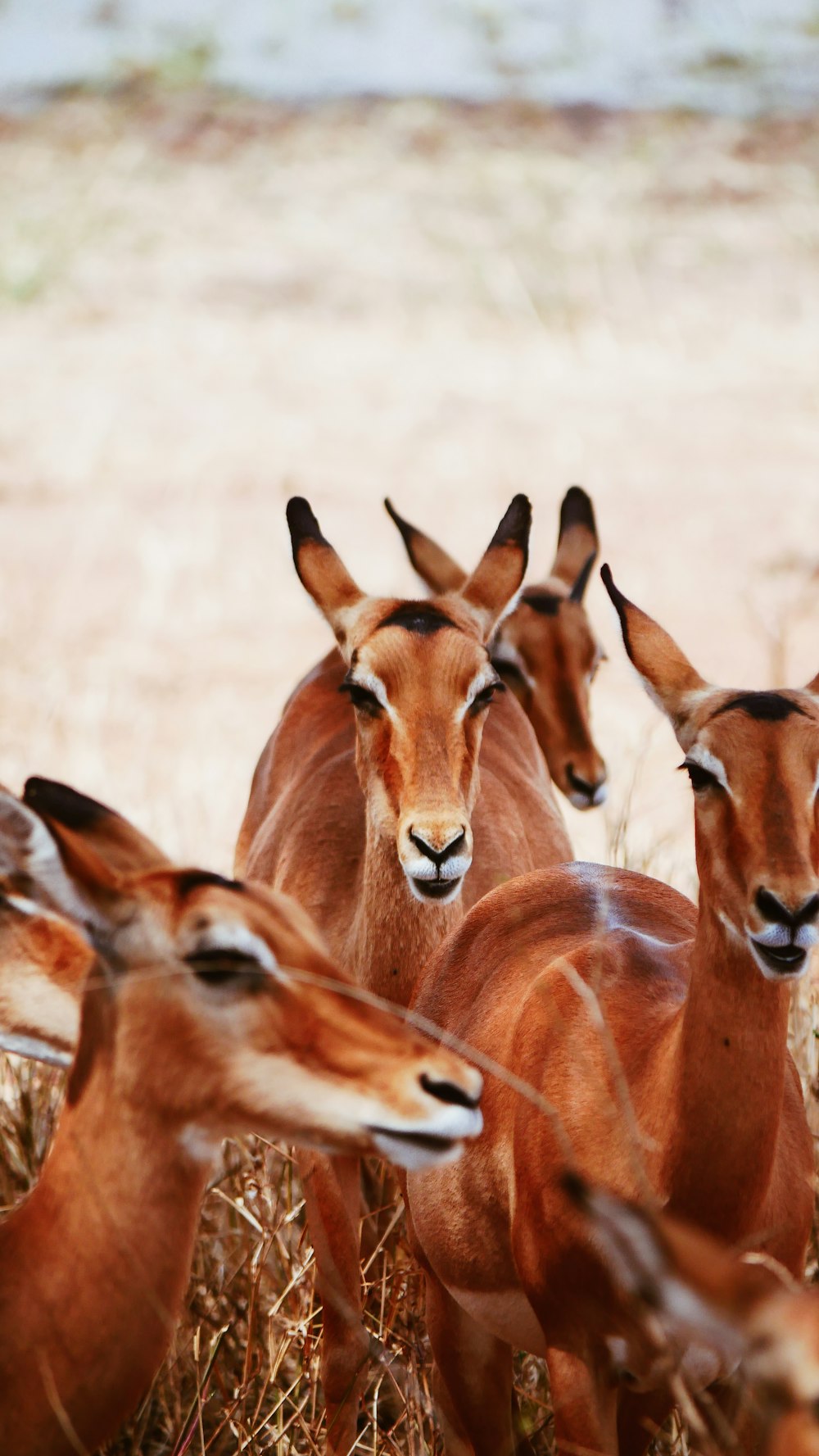 shallow focus photo of brown animals