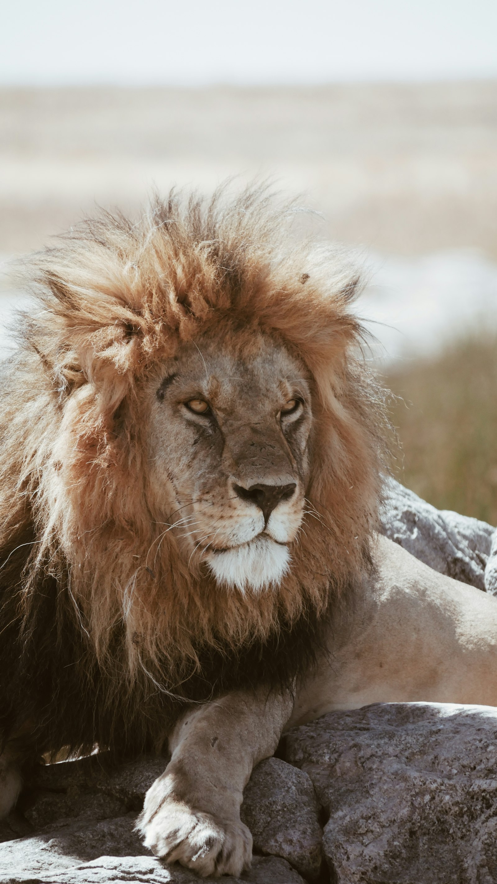 LUMIX G VARIO 100-300/F4.0-5.6II sample photo. Adult brown lion lying photography