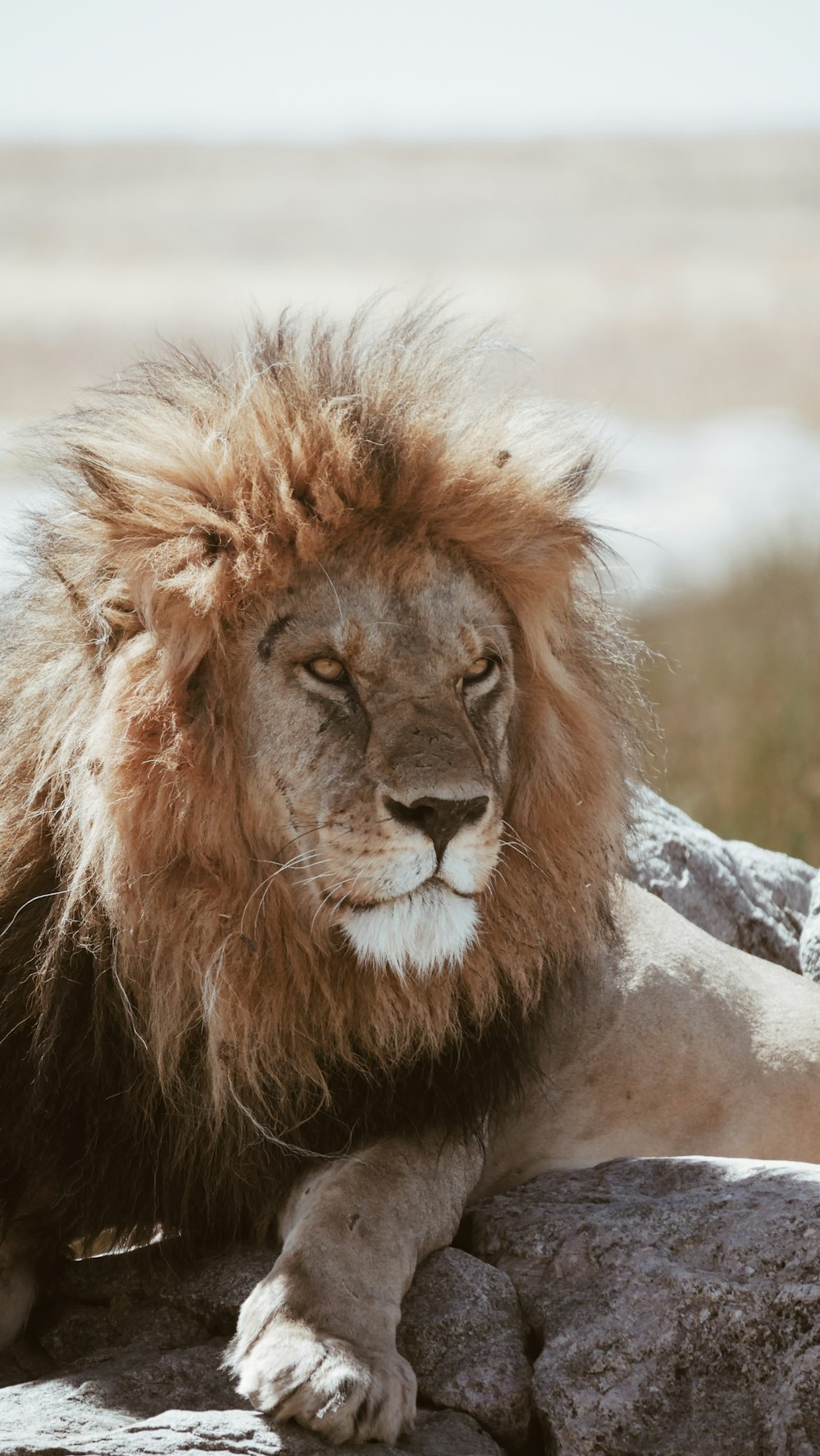 adult brown lion lying on gray rocks