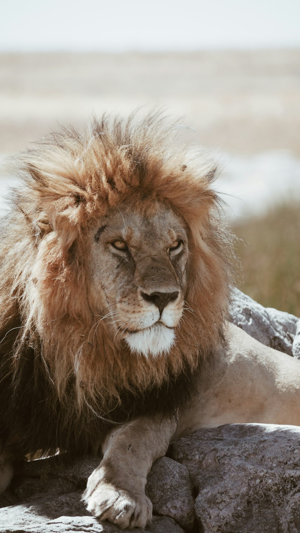灰色の岩の上に横たわる大人の茶色のライオン