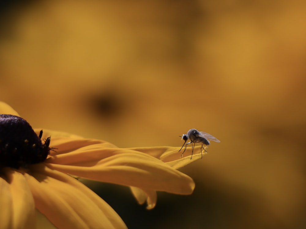brown insect perched on yellow flower