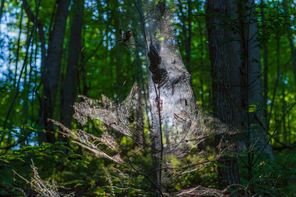 shallow focus photo of spider webs