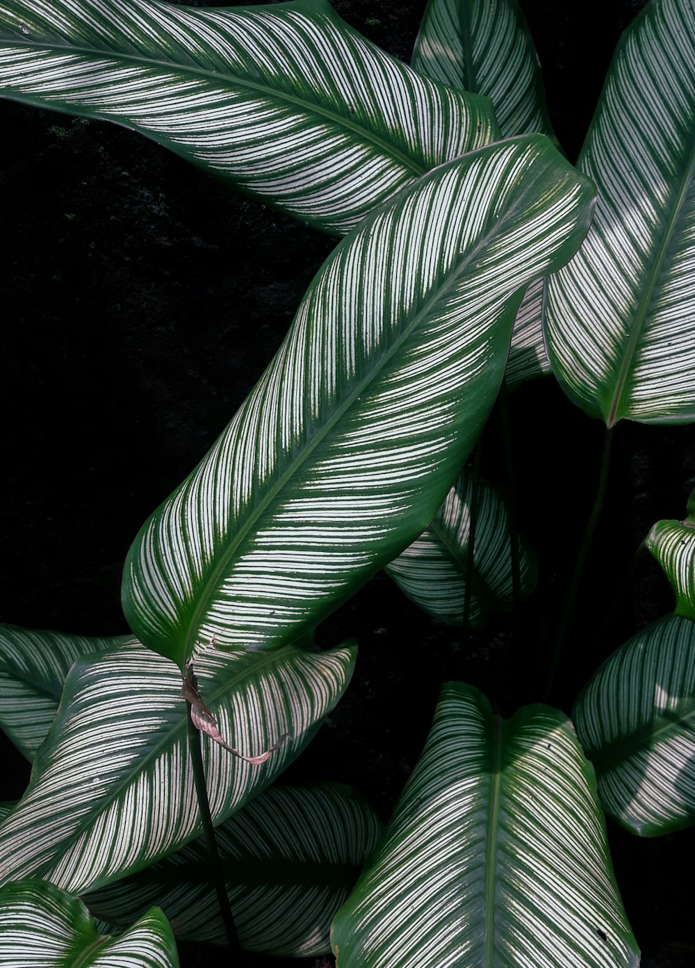 dumb cane plant