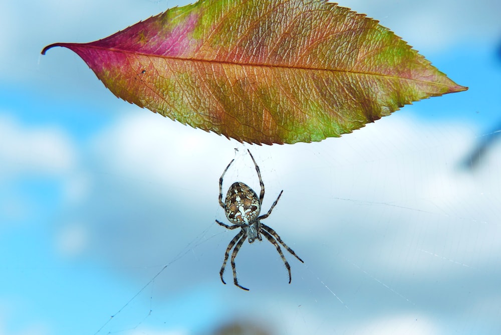 brown, white, and black spider near leaf