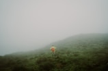 A person with a red backpack walks across a foggy and lush green landscape. The mist covers most of the background, creating an ethereal atmosphere. The scene suggests solitude and adventure.