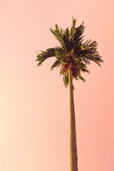 green palm tree