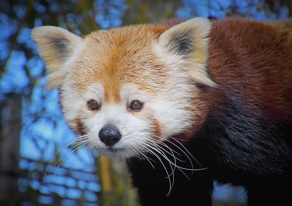 red panda