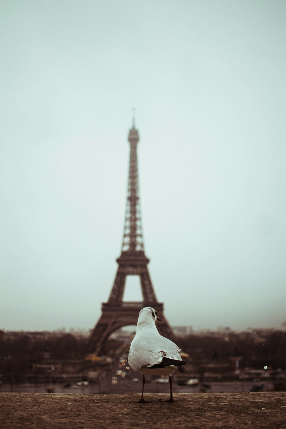 bird near Eiffel Tower, Paris