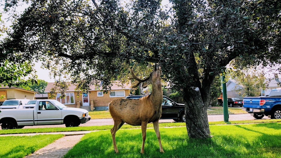 travelers stories about Wildlife in Redcliff, Canada