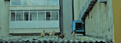 Four cats are sitting on a corrugated roof. The background consists of a building with large windows and a wall with an air conditioning unit attached.