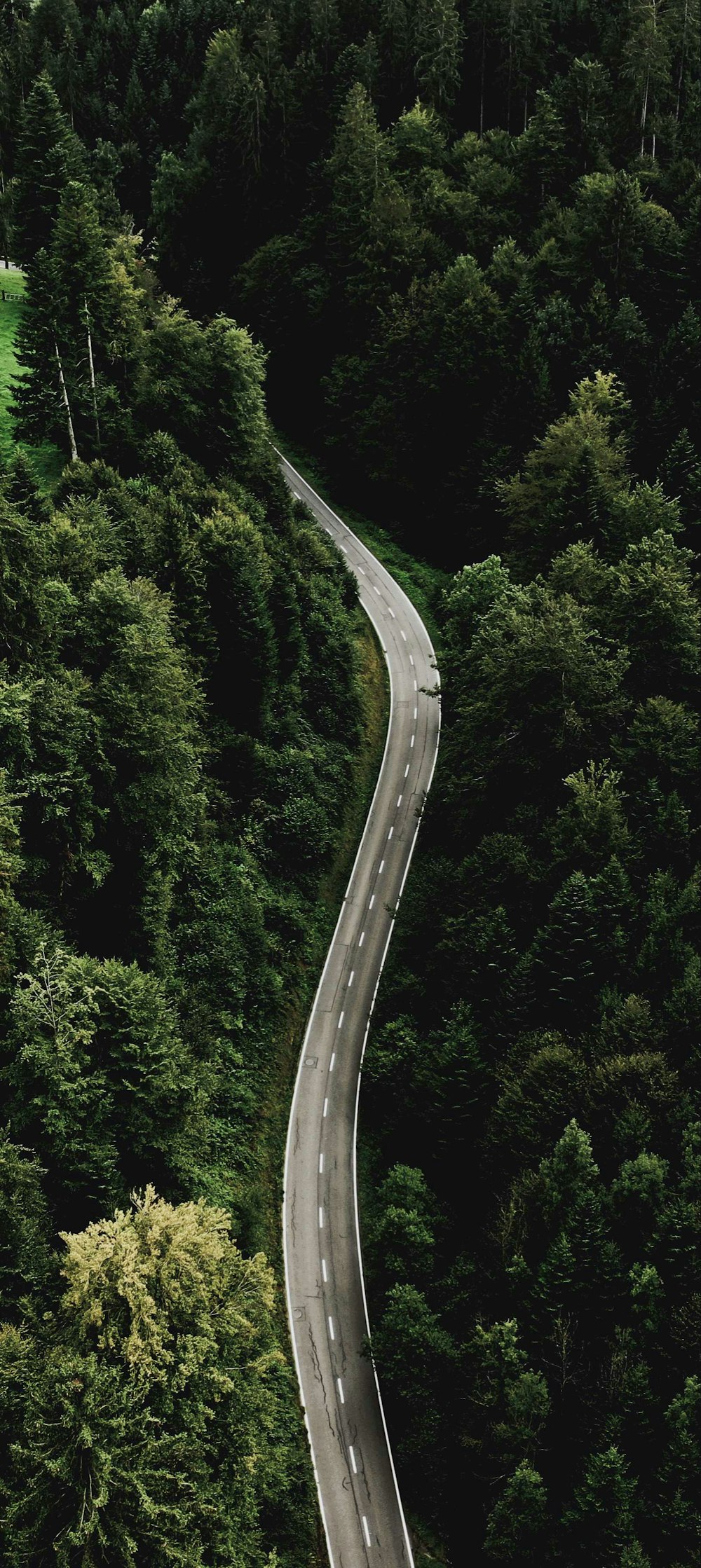 a winding road in the middle of a forest