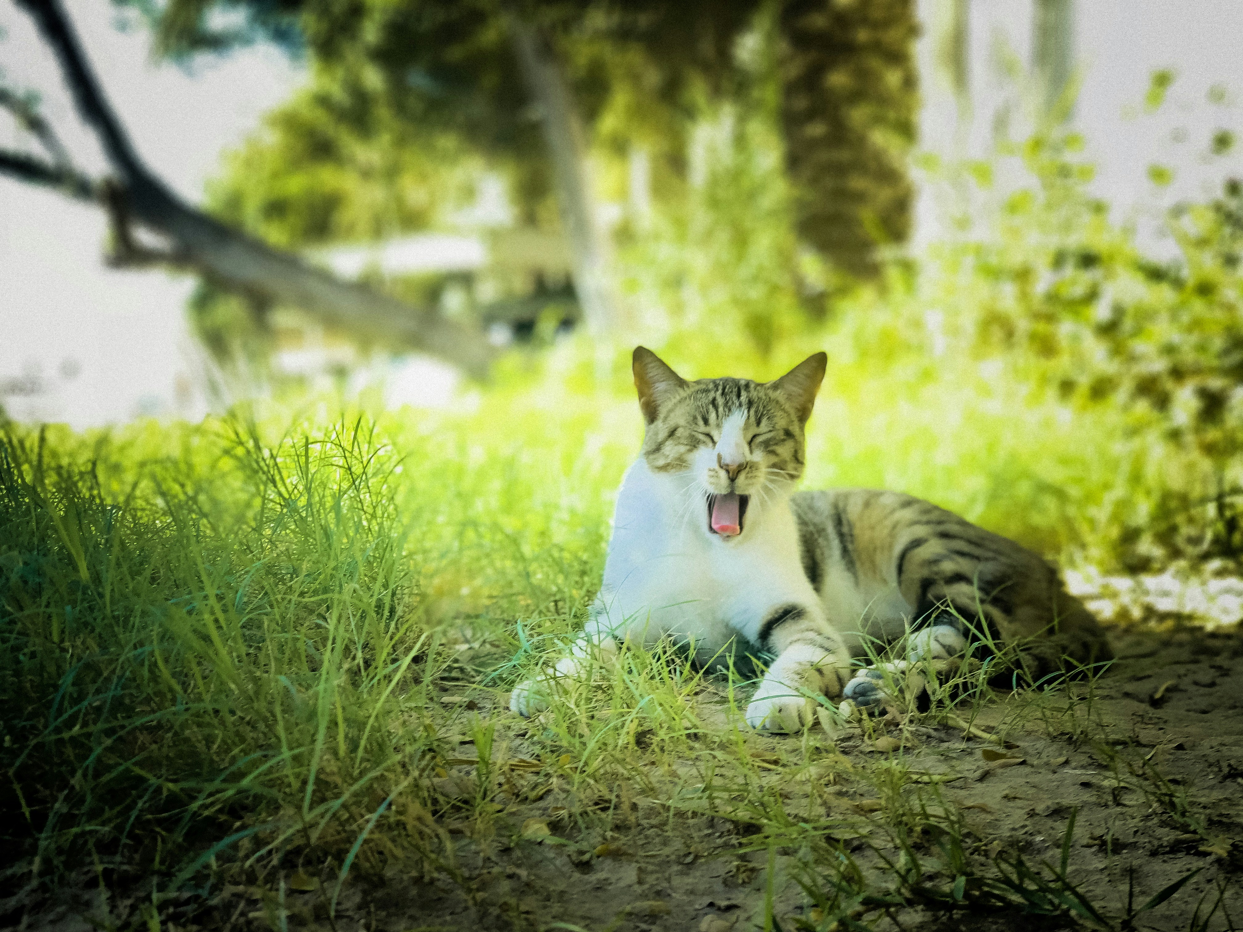 gray and white cat sitting on grass bahrain zoom background