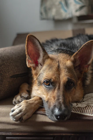 selective focus photography of lying short-coated black and tan dog