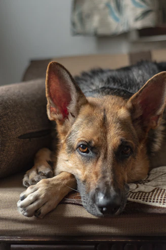 lying short-coated black and tan dog