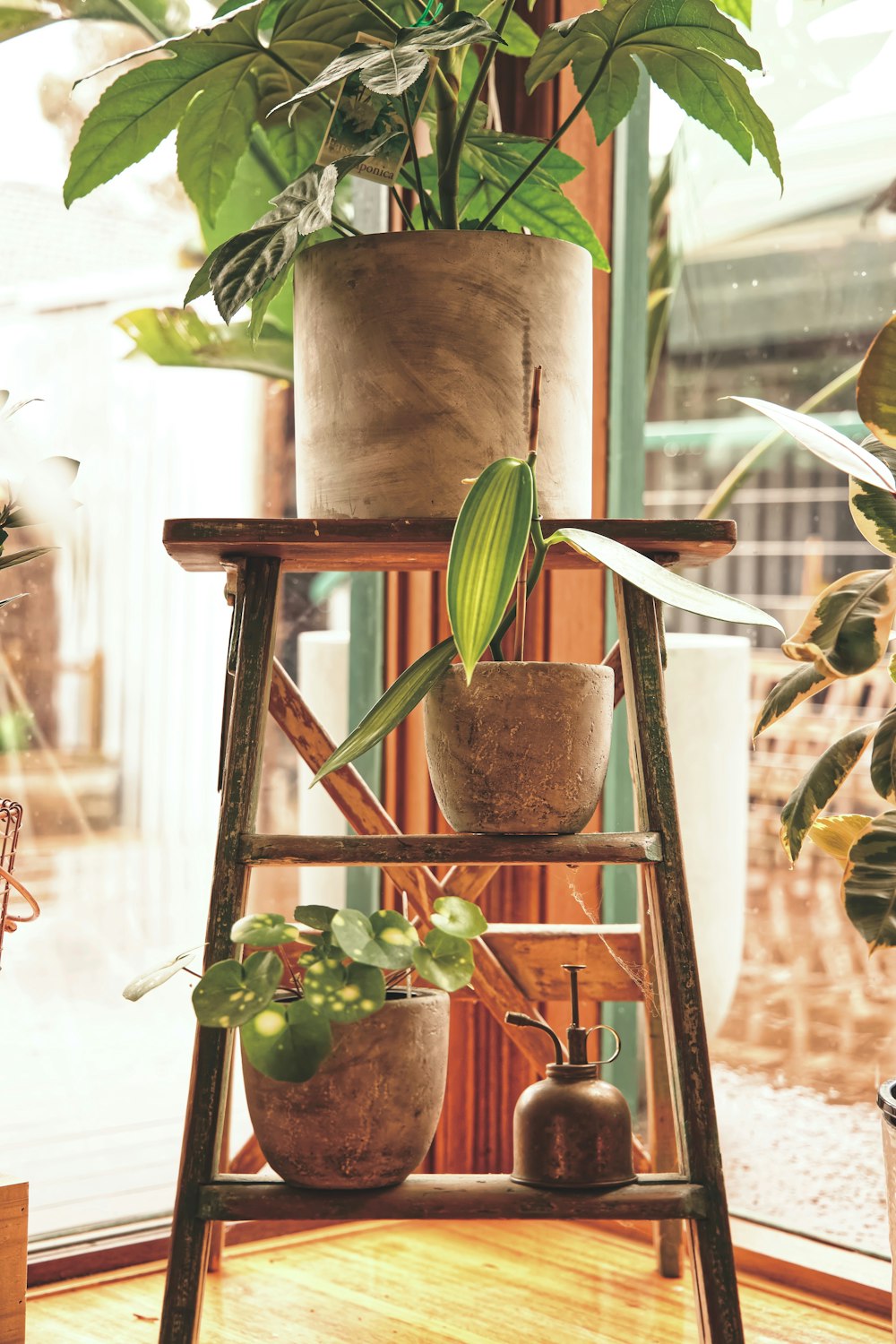 green-leafed plants in brown pots