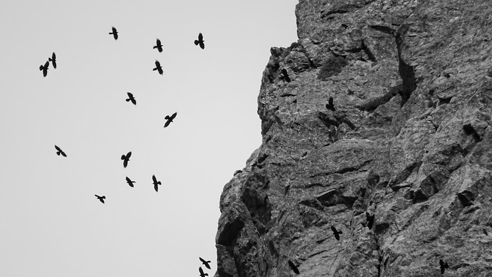 birds near rock formation