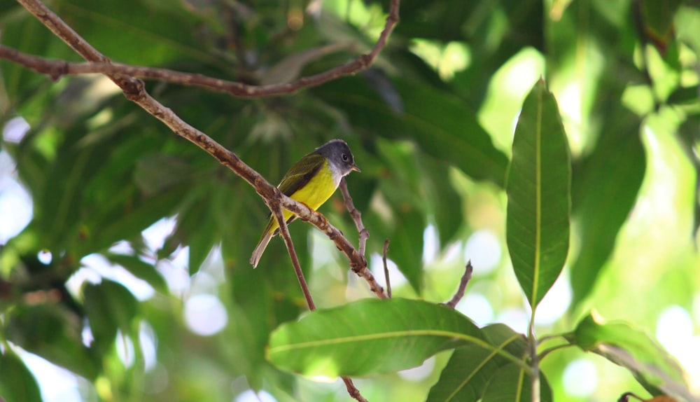 yellow and black bird on tree branch