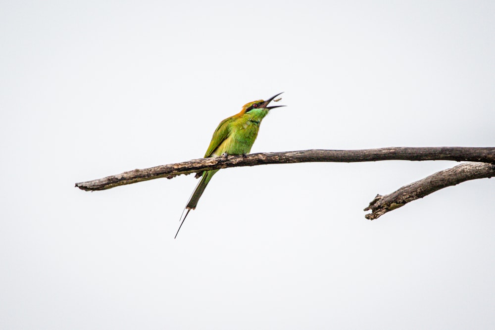 green and brown bee-eater bird on twig