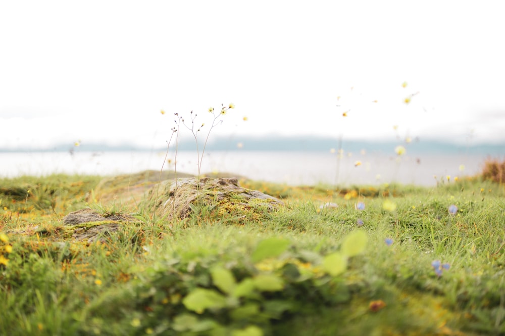 close-up photo of green grass