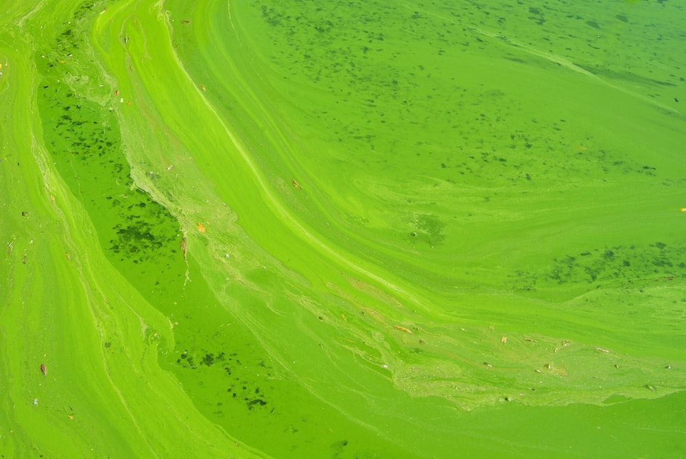 aerial photography of green grass