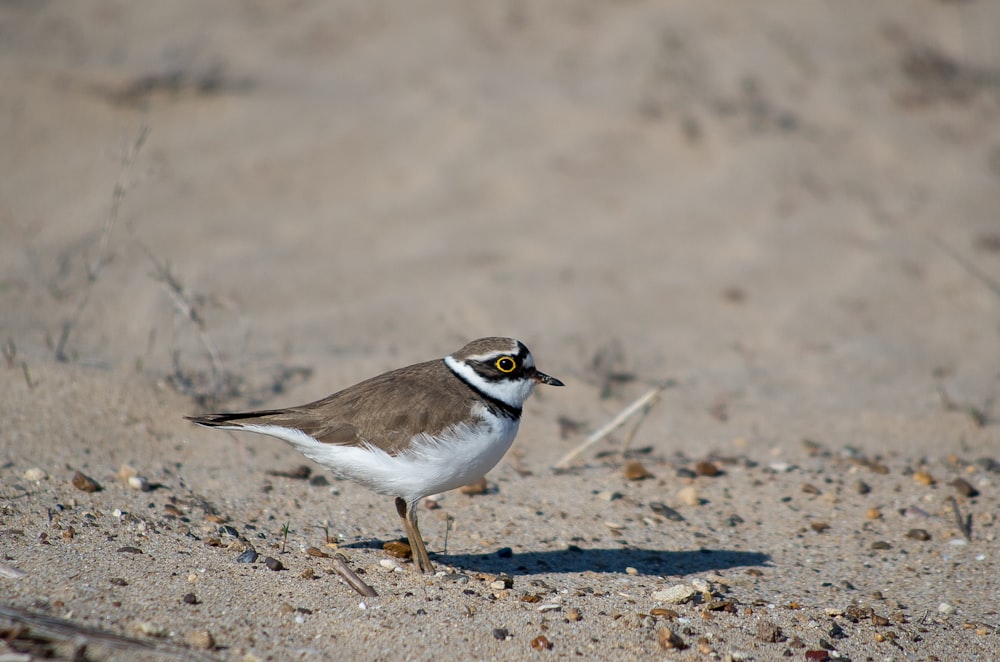 brown and white bird