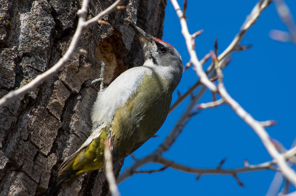 green and white bird