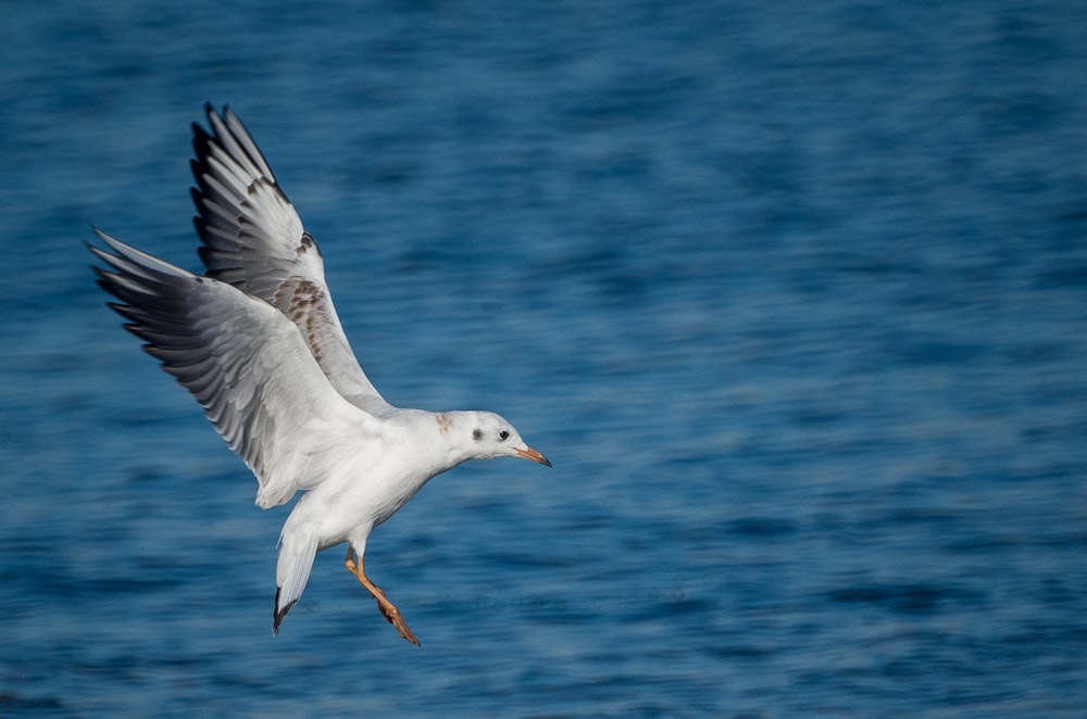 uccello bianco e grigio