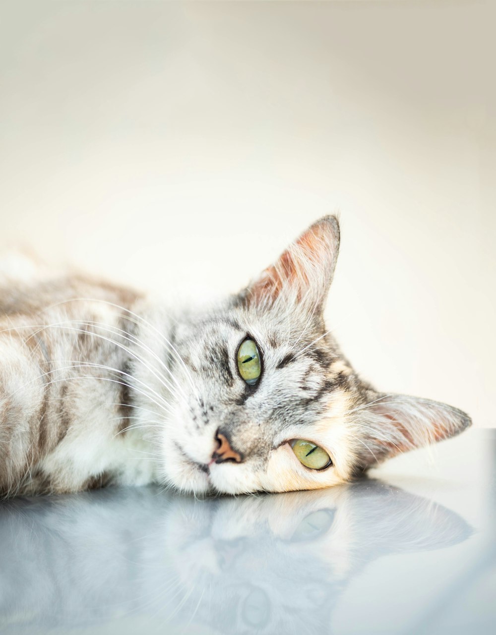 short-coated gray and brown cat