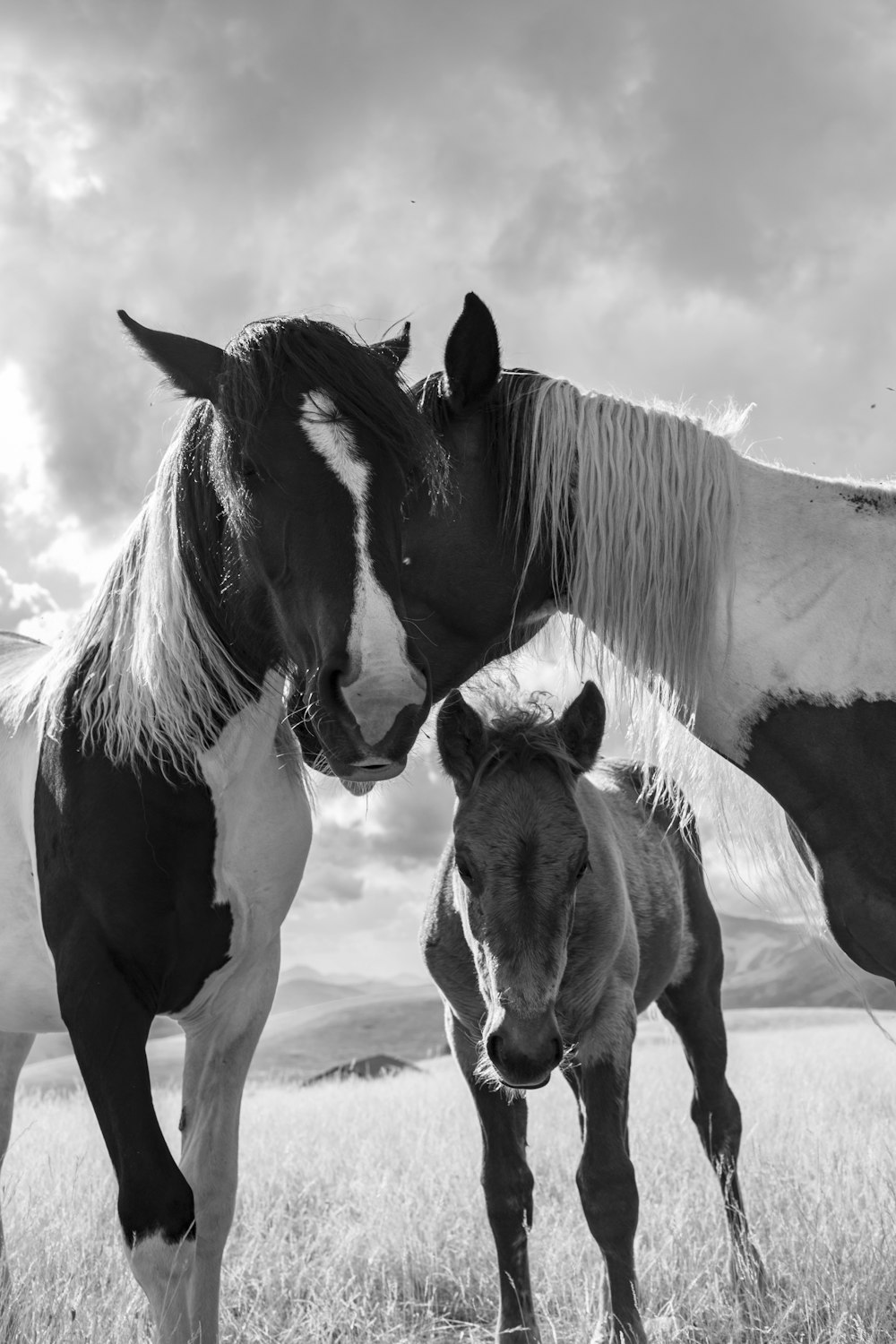 three horses on field