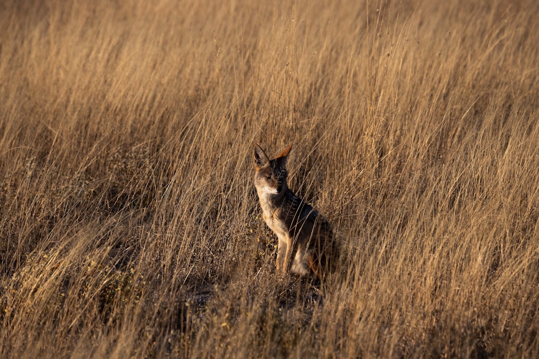 Ecoregion photo spot Central Kalahari Game Reserve Botswana