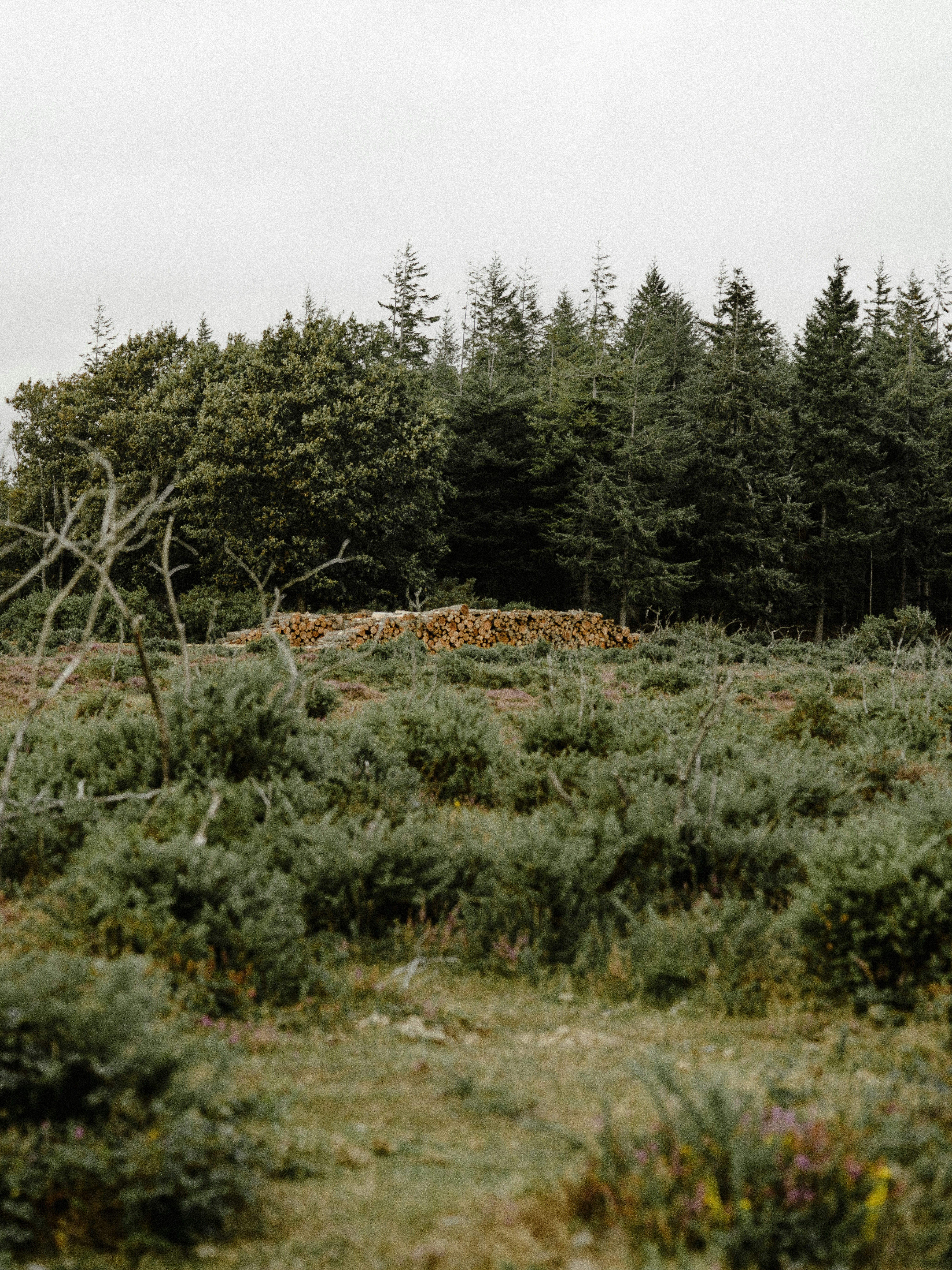 Photo by anniespratt