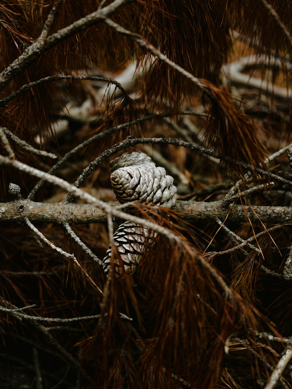 close view of two pines cones