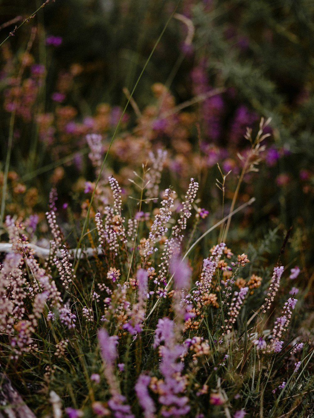 Campo de flores de pétalas roxas