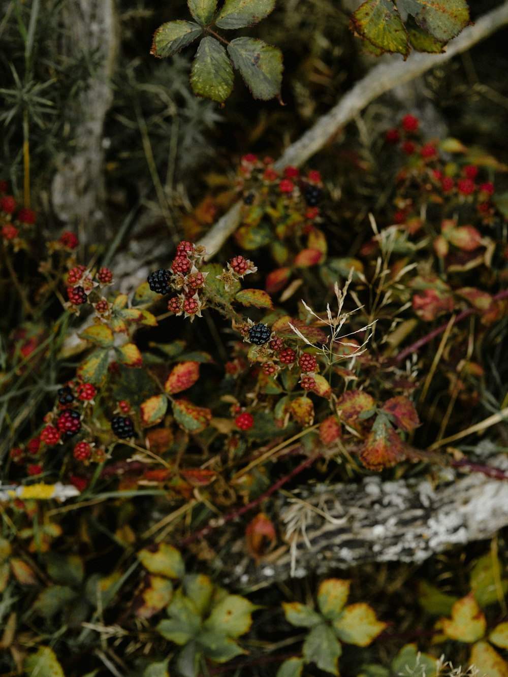 shallow focus photo of red flowers