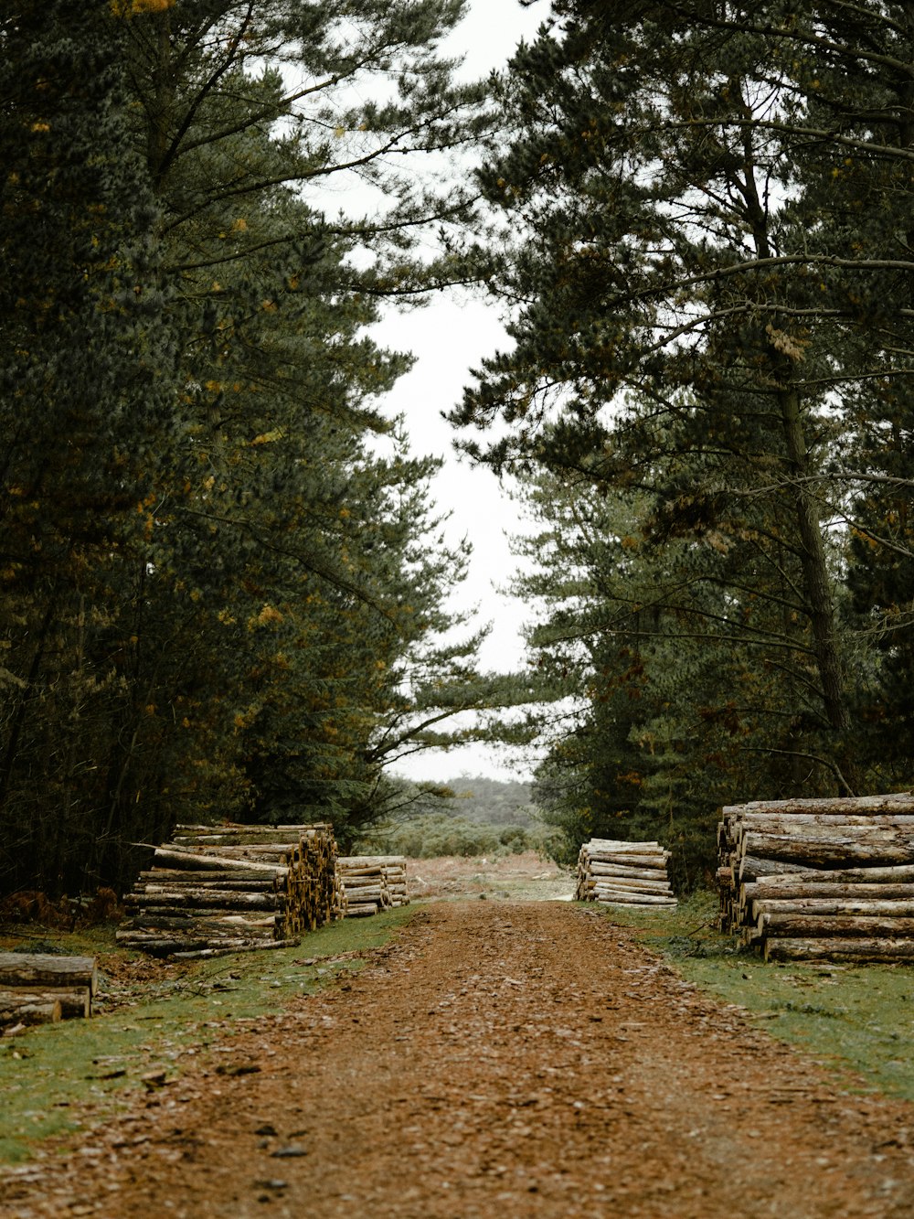 tree logs piled near trees