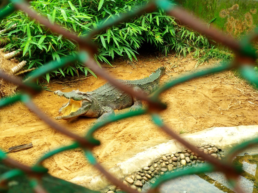 green crocodile