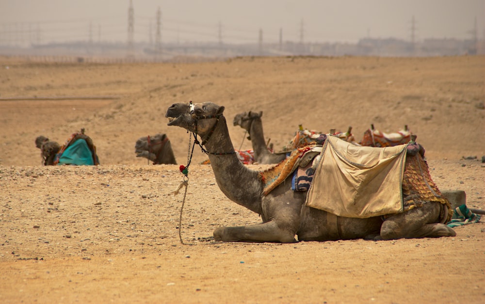 camel on dessert