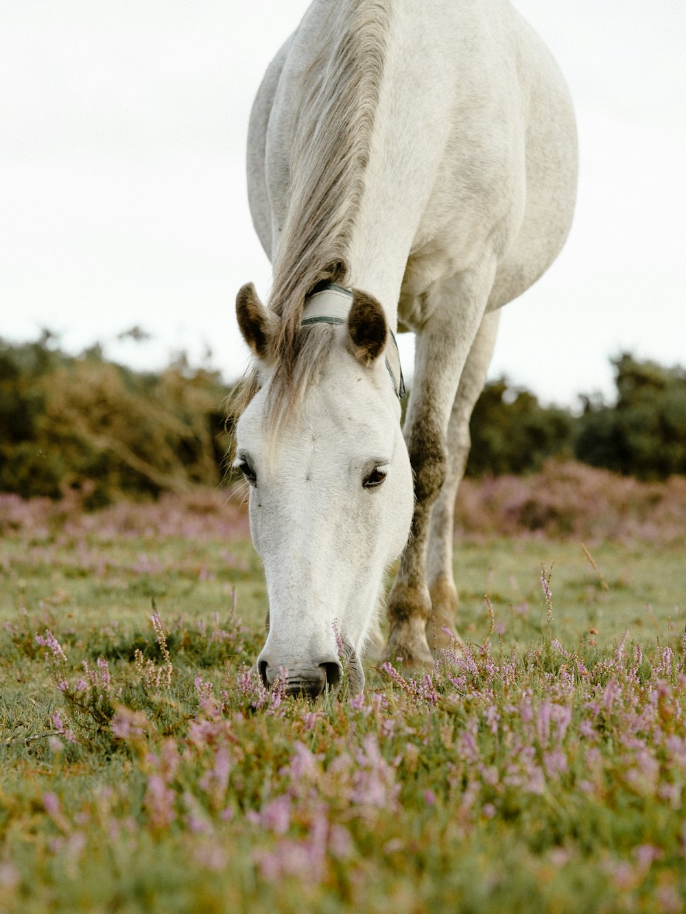 white horse on green grass